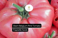 Giant Belgium Pink Tomato Seeds – Heirloom, Non-GMO, Extra-Large Pink Fruits, Sweet Low-Acid Flavor, Solanum lycopersicum