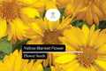 25 Yellow Blanket Flower Seeds â€“ Drought-Tolerant Perennial Blooms