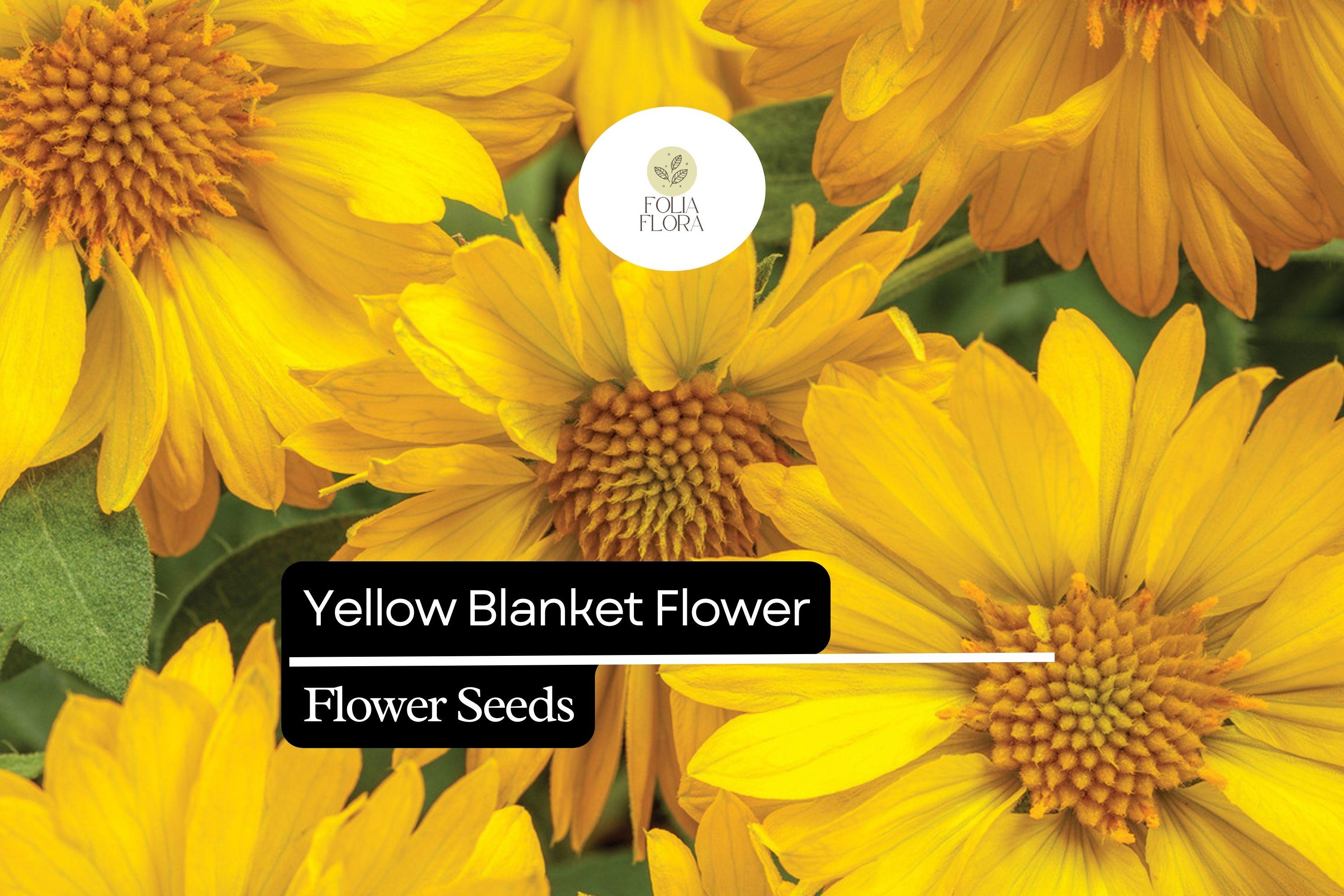 25 Yellow Blanket Flower Seeds â€“ Drought-Tolerant Perennial Blooms