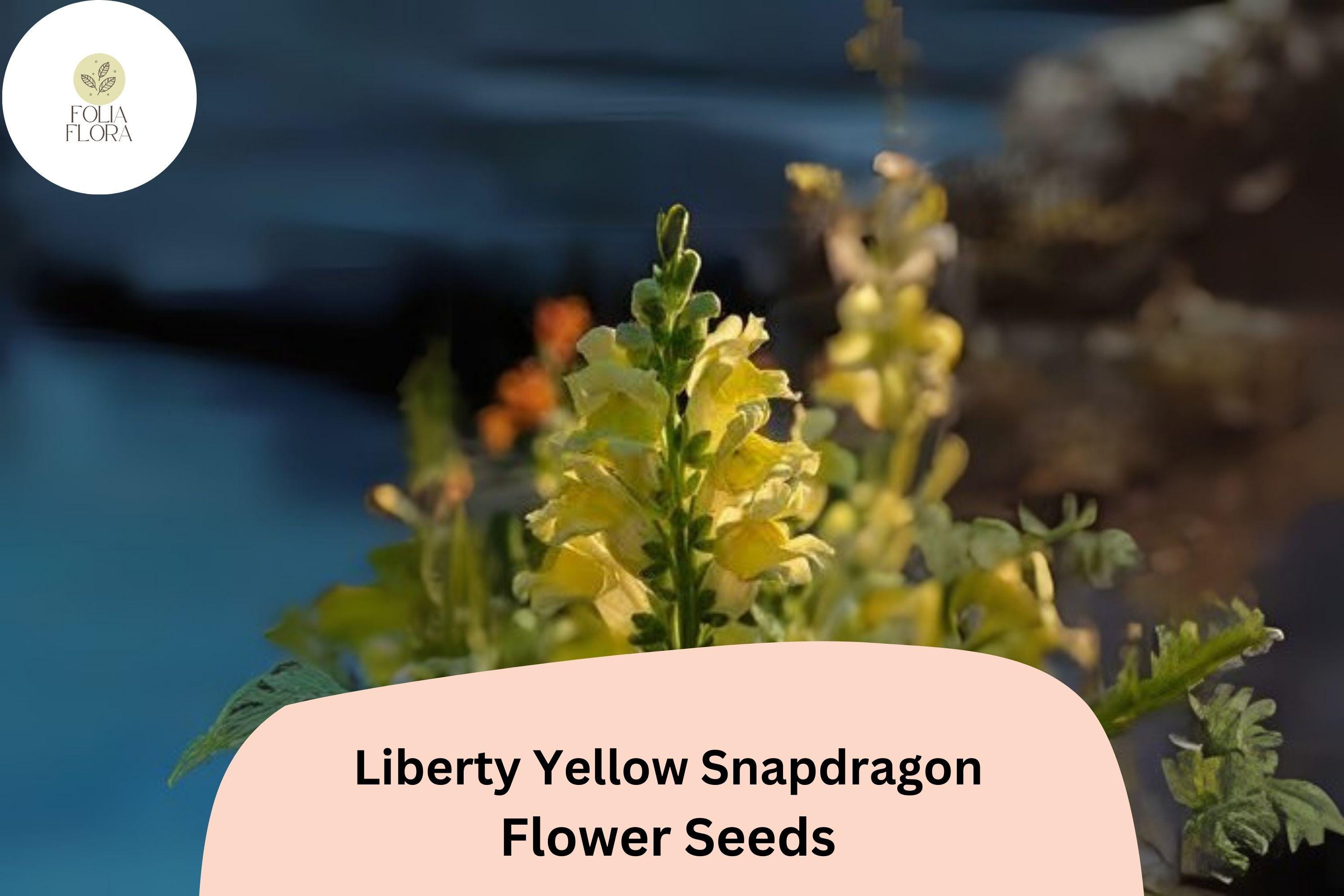 Antirrhinum majus Liberty Yellow Snapdragon Seeds â€“ 1000+ Bright Yellow Blooms for Garden & Cut Flowers