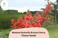 Bronze Cherry Snapdragon Seeds - Madame Butterfly, Ruffled Blooms