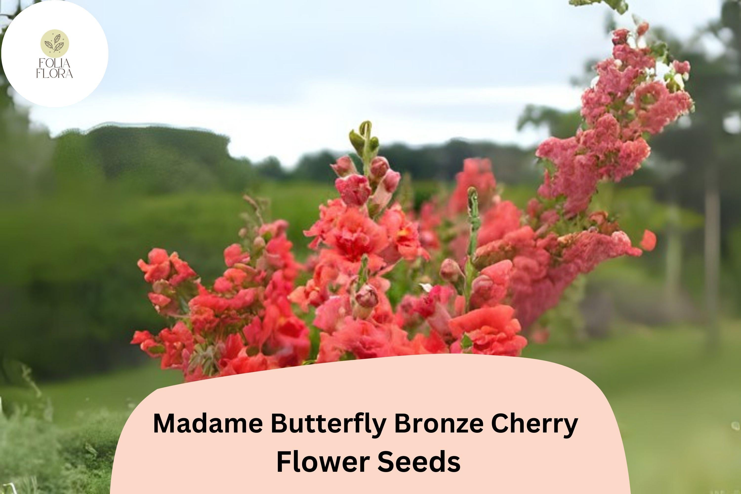 Bronze Cherry Snapdragon Seeds - Madame Butterfly, Ruffled Blooms