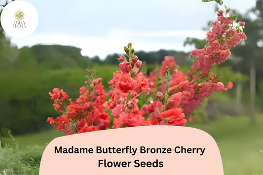 Bronze Cherry Snapdragon Seeds - Madame Butterfly, Ruffled Blooms