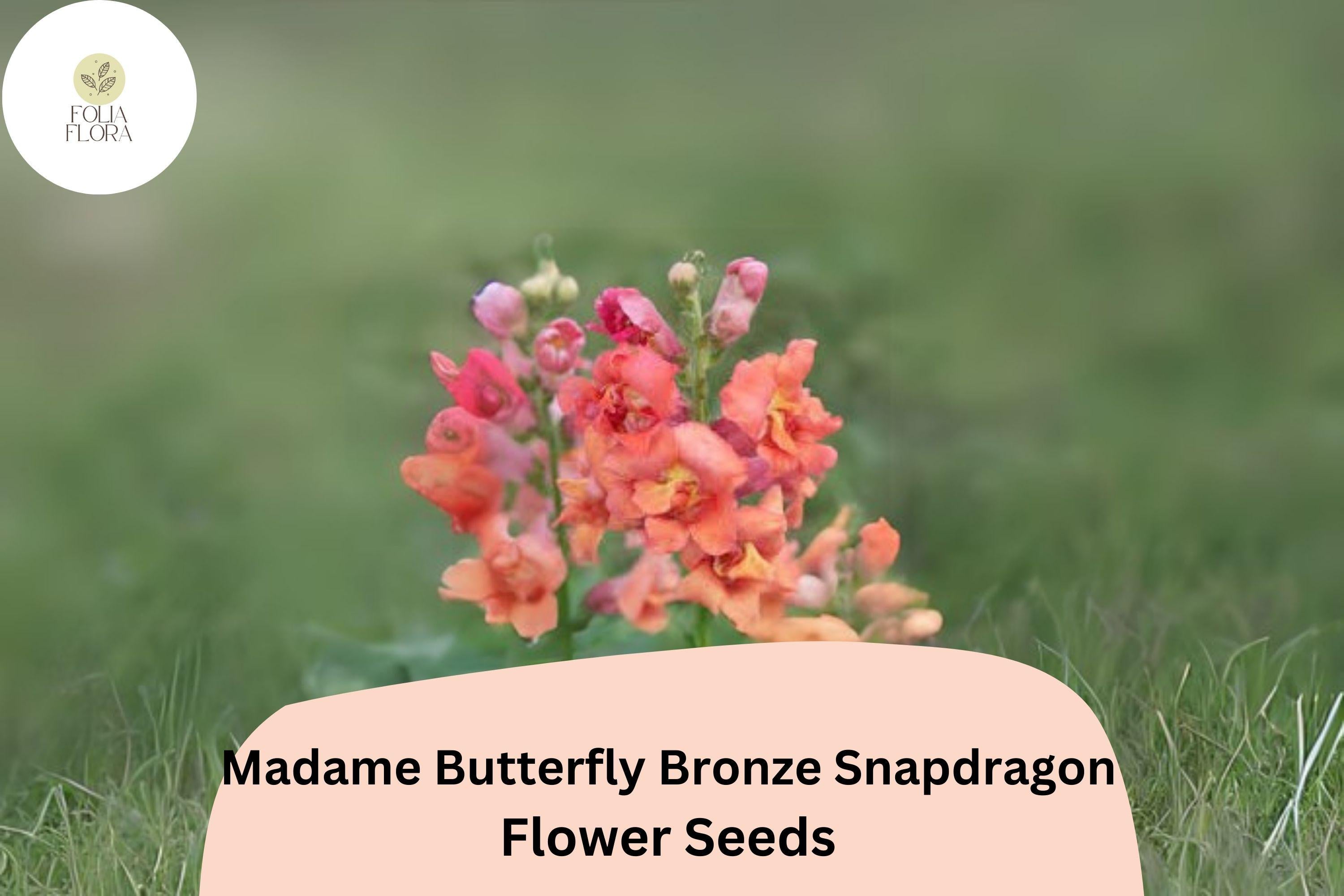 Antirrhinum majus Madame Butterfly Bronze Snapdragon Seeds â€“ 1000+ Double-Petal Blooms for Garden & Cut Flowers