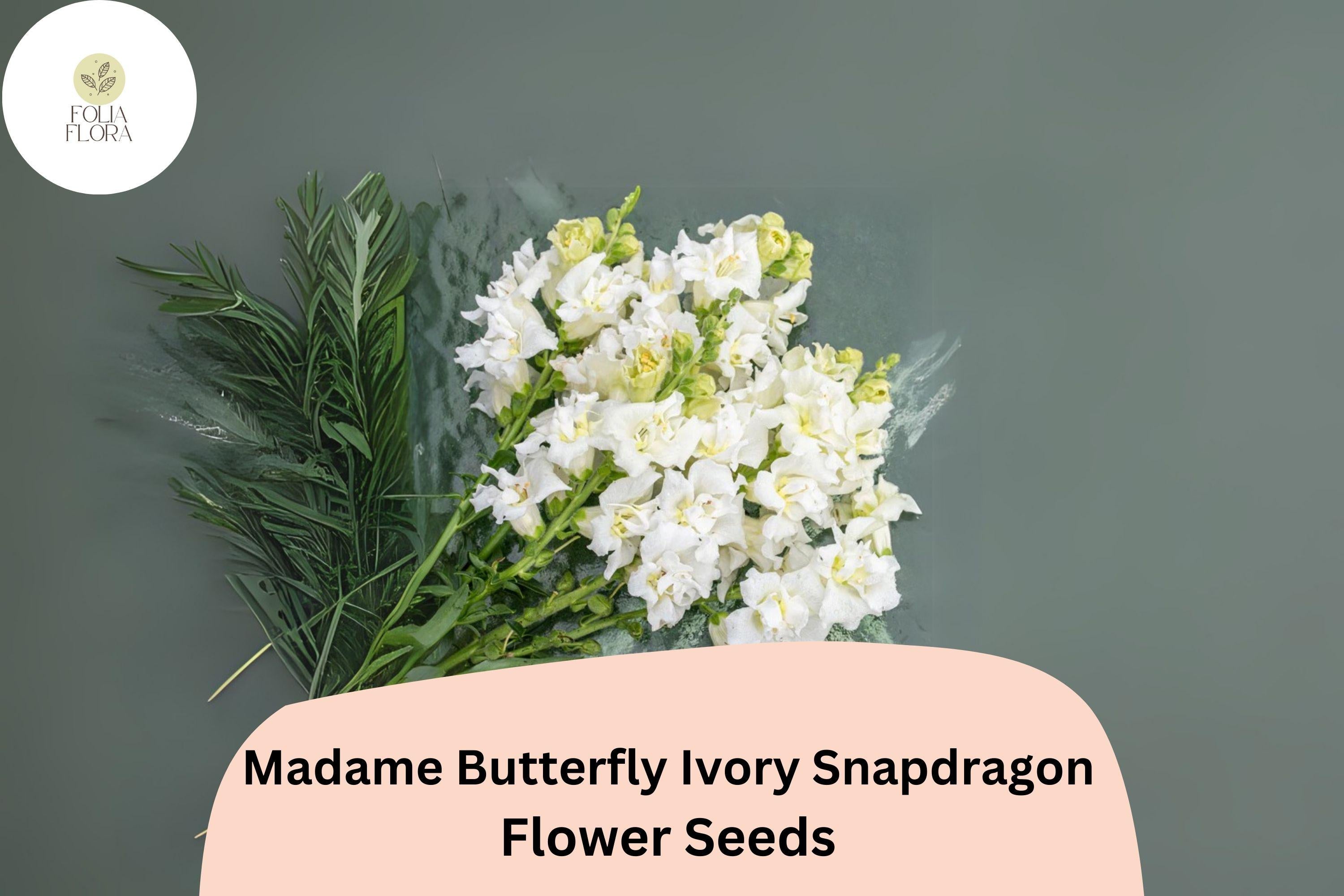 Antirrhinum majus Madame Butterfly Ivory Snapdragon Seeds â€“ 1000+ Ruffled Blooms for Garden & Cut Flowers
