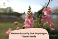 Antirrhinum majus Madame Butterfly Pink Snapdragon Seeds â€“ 1000+ Ruffled Blooms for Garden & Cut Flowers