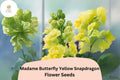 Antirrhinum majus Madame Butterfly Yellow Snapdragon Seeds â€“ 1000+ Ruffled Blooms for Garden & Cut Flowers