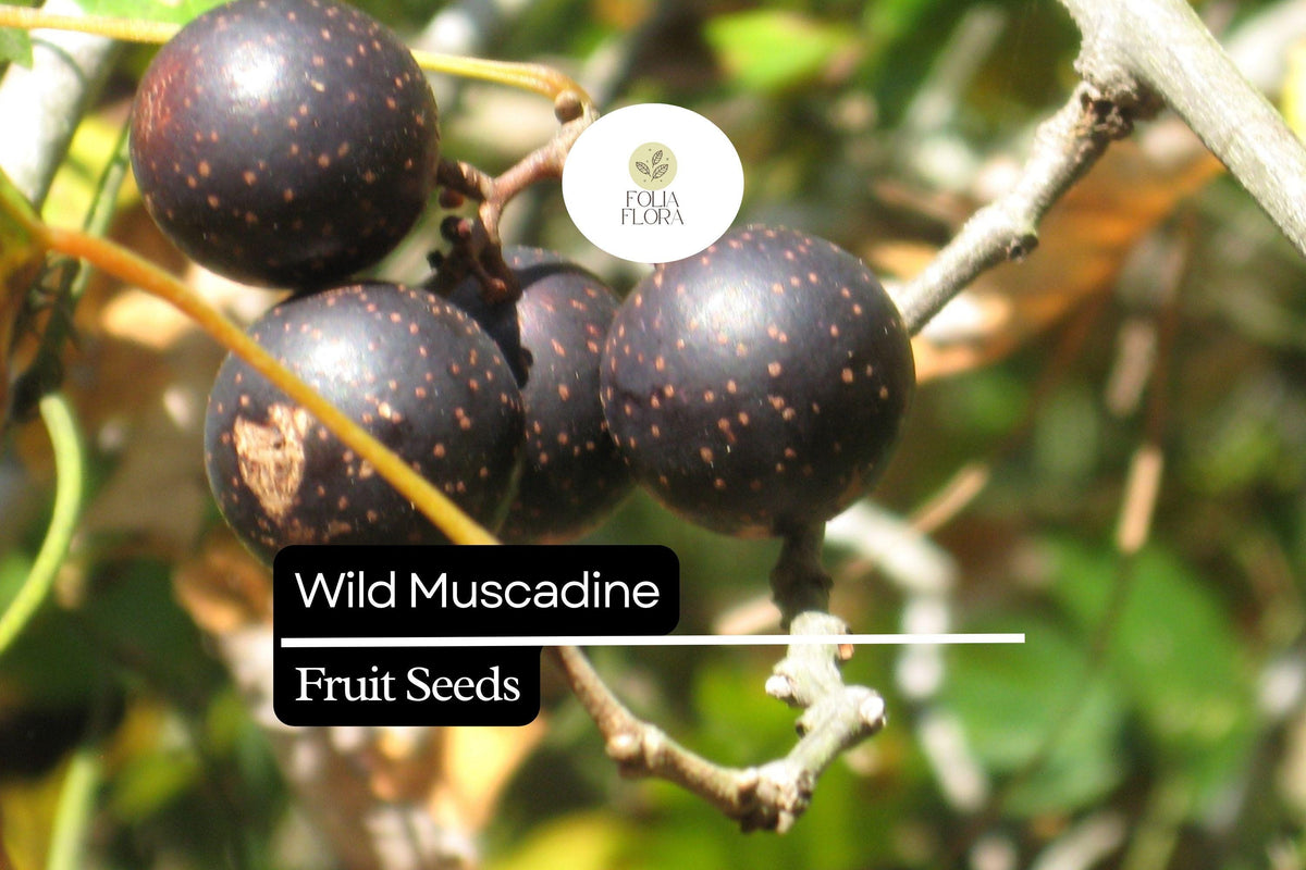 Wild Muscadine Grape Seeds â€“ Native Vine, Edible Fruit