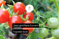 Tess' Land Race Currant Tomato Seeds | Heirloom Tiny Cherry, High-Yield, Sweet Flavor, Vining Plant, 25 Seeds