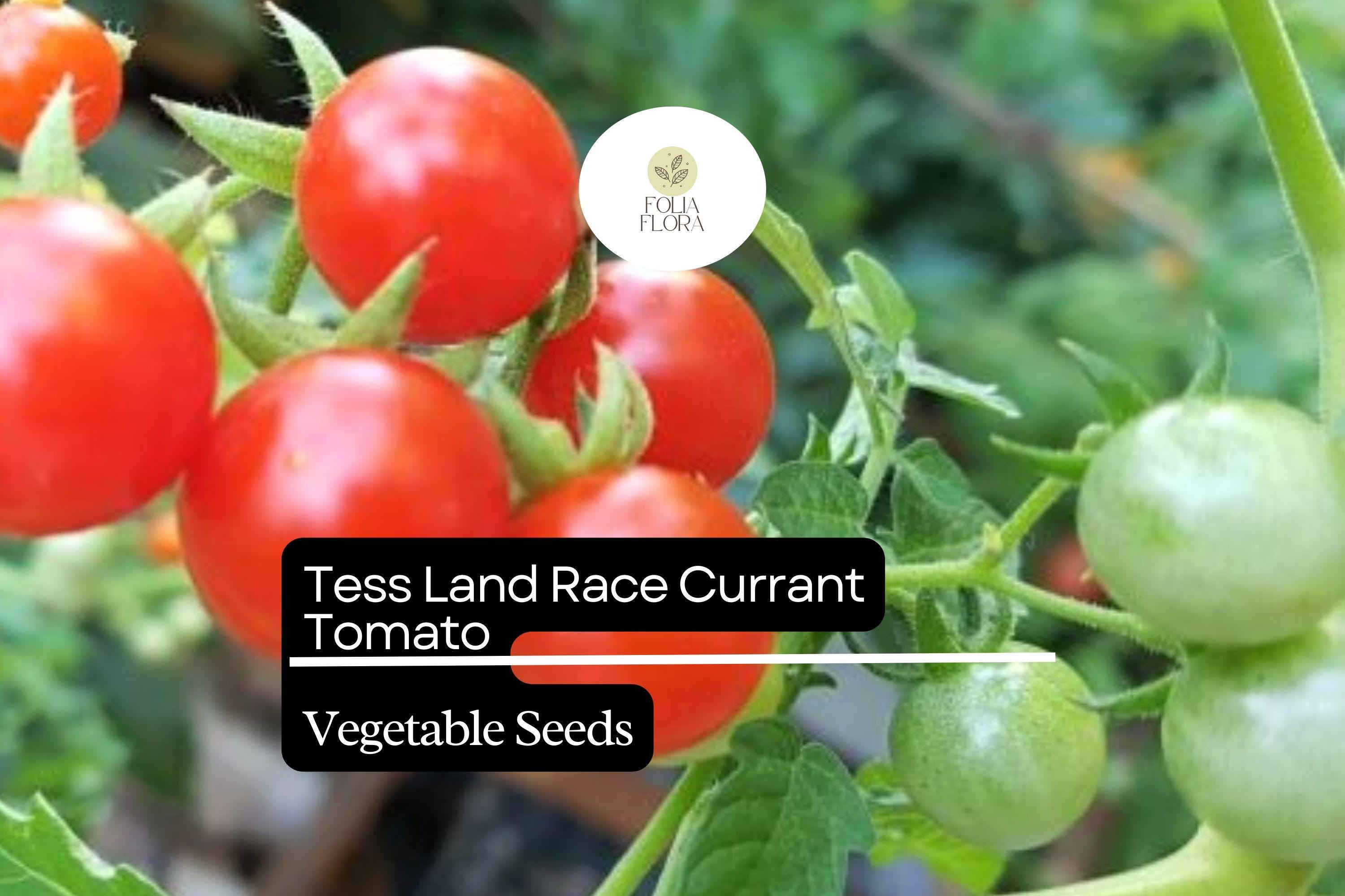 Tess' Land Race Currant Tomato Seeds | Heirloom Tiny Cherry, High-Yield, Sweet Flavor, Vining Plant, 25 Seeds