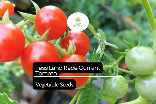 Tess' Land Race Currant Tomato Seeds | Heirloom Tiny Cherry, High-Yield, Sweet Flavor, Vining Plant, 25 Seeds