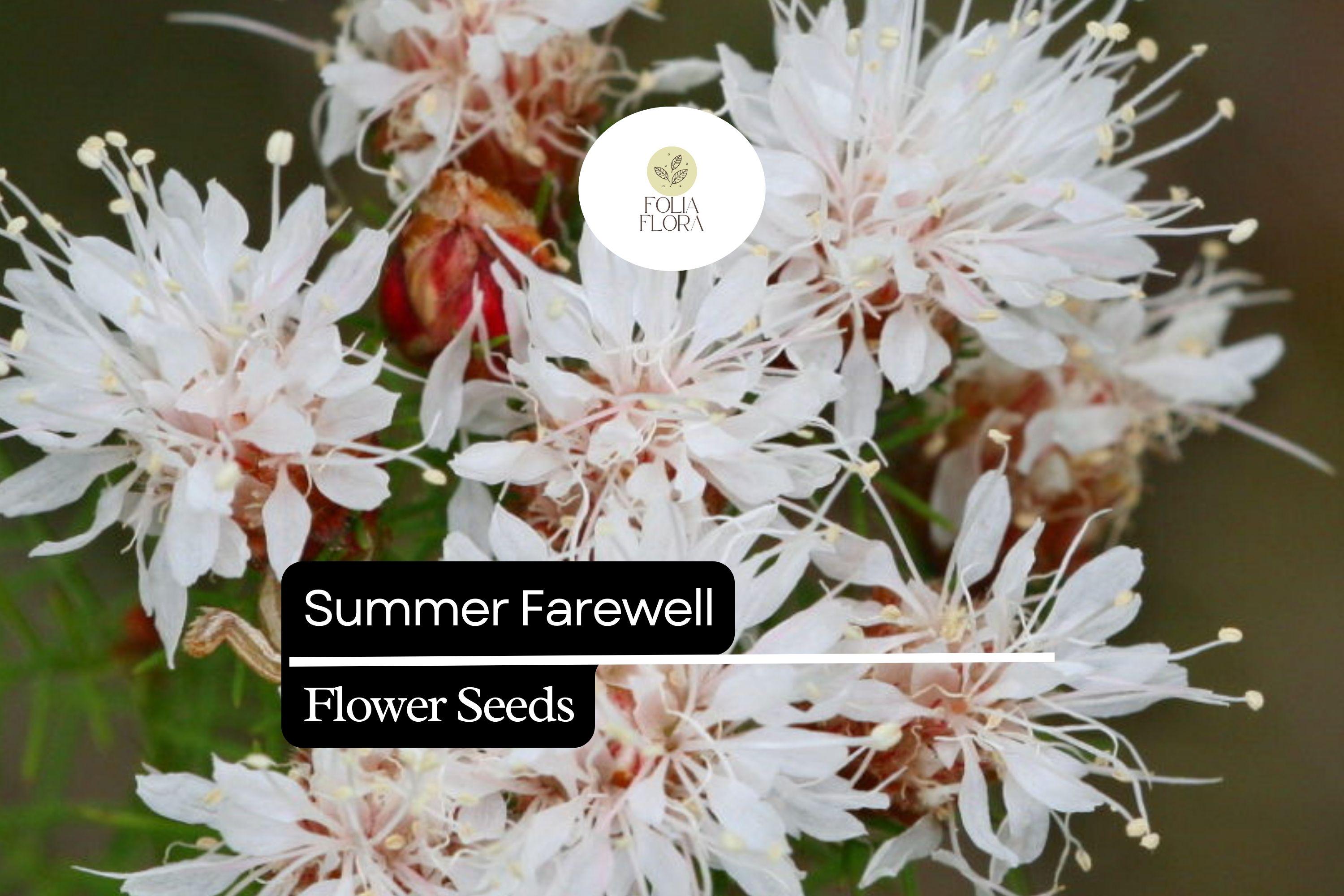 Summer Farewell Wildflower Seeds | Native Drought-Tolerant Pollinator Plant | Dalea pinnata