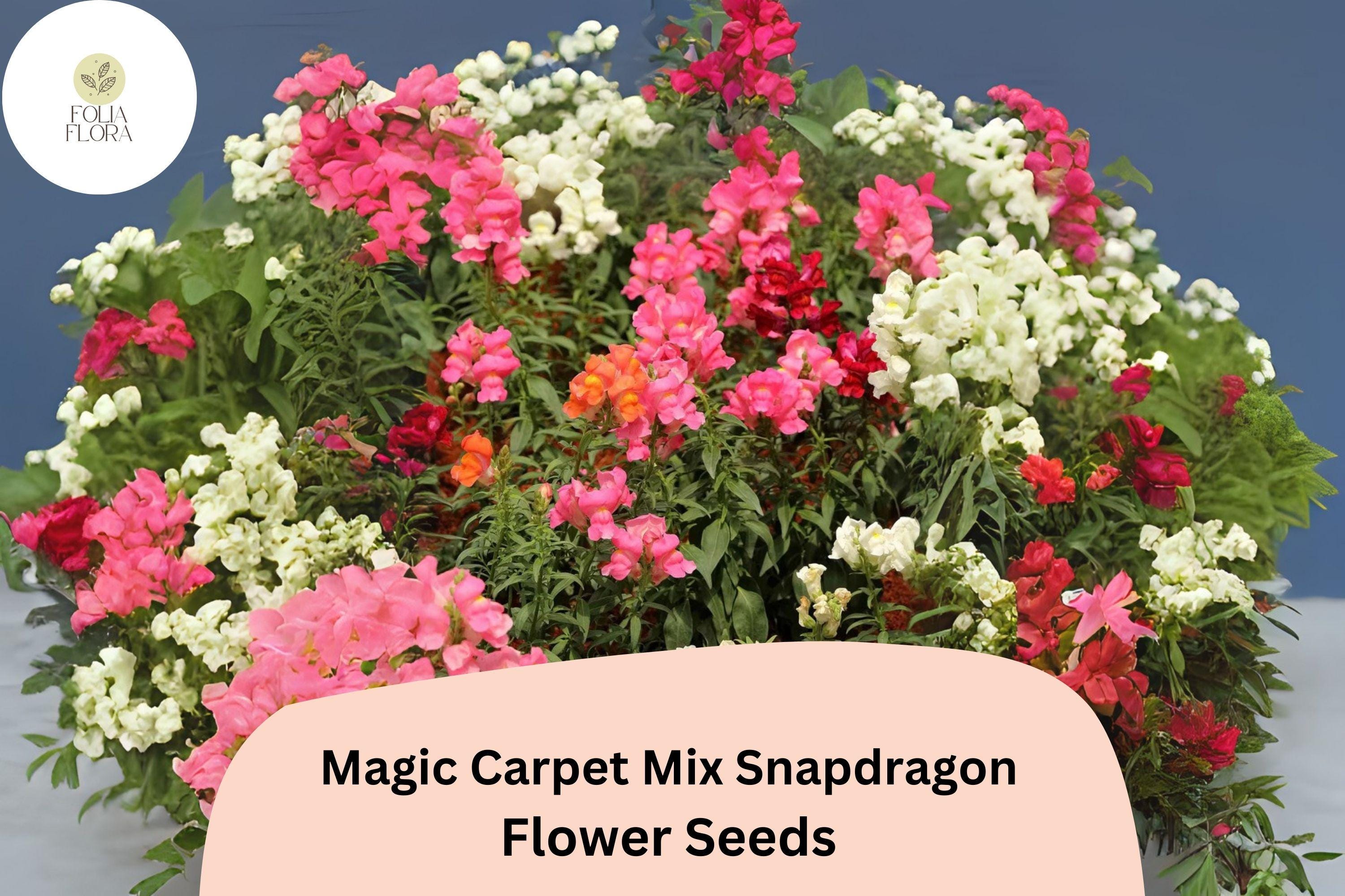 Antirrhinum majus Magic Carpet Mix Snapdragon Seeds â€“ 1000+ Vibrant Blooms for Garden & Cut Flowers