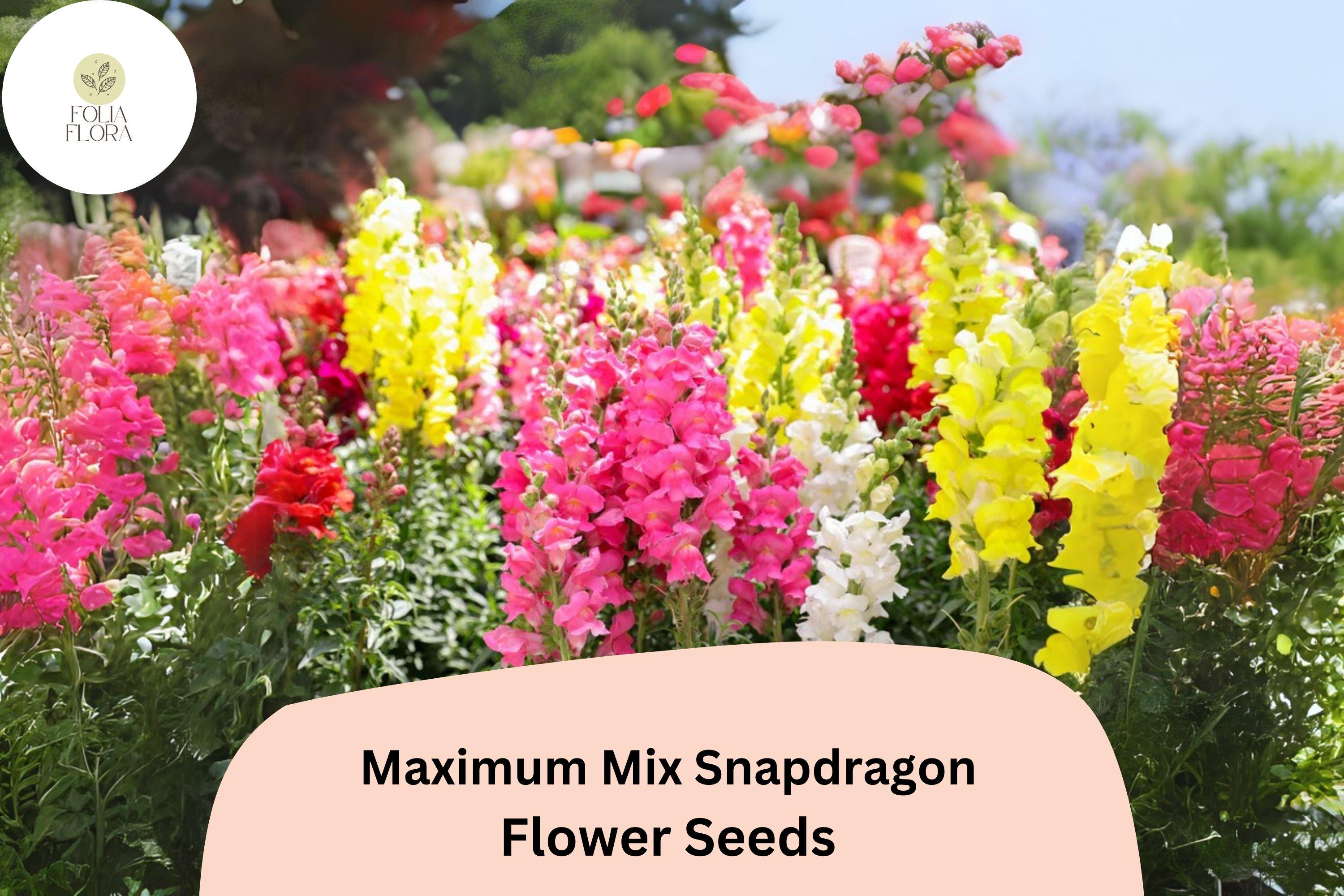 Antirrhinum majus Maximum Mix Snapdragon Seeds â€“ 1000+ Vibrant Blooms for Garden & Cut Flowers