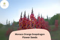Antirrhinum majus Monaco Orange Snapdragon Seeds â€“ 1000+ Bright Blooms for Garden & Cut Flowers