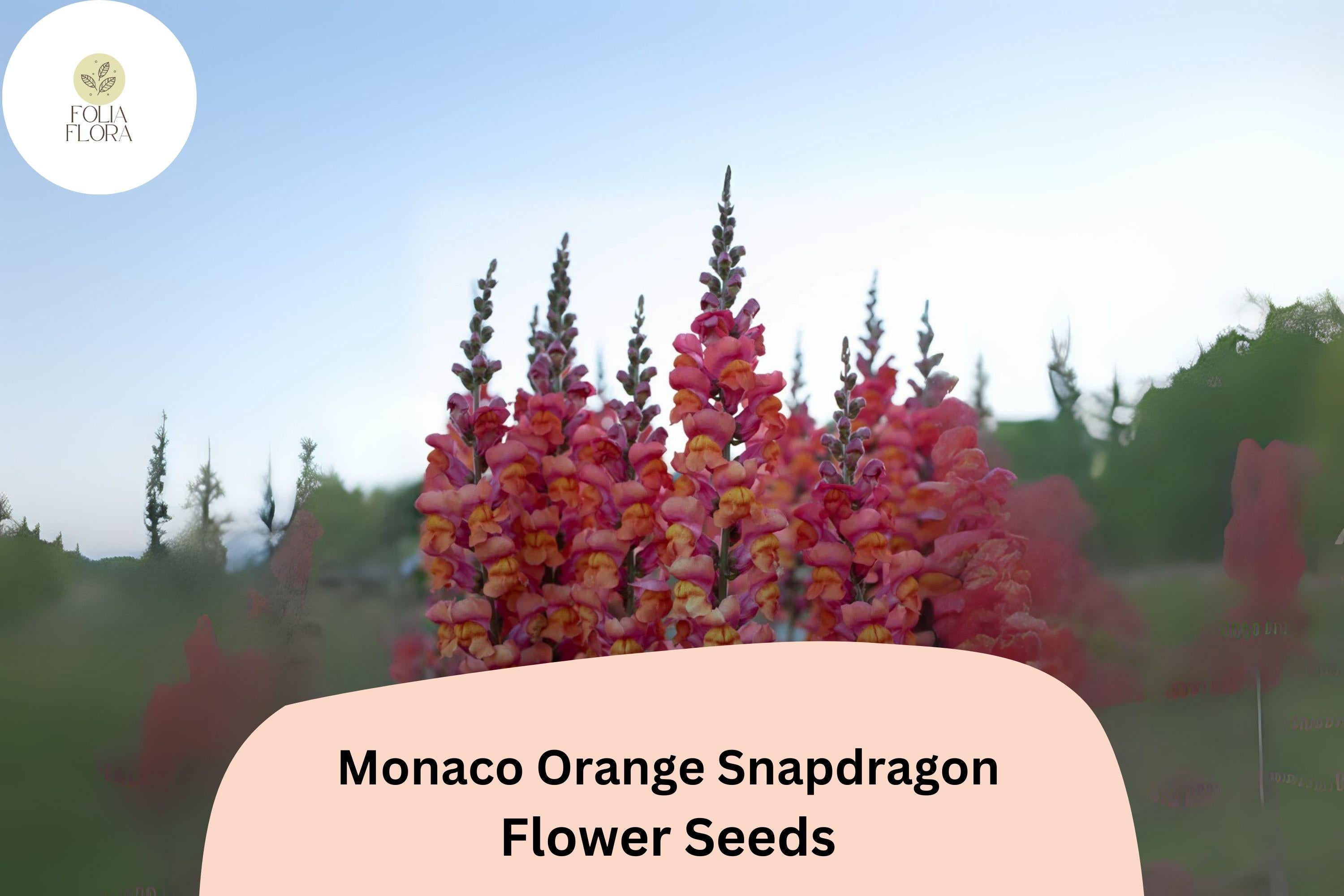 Antirrhinum majus Monaco Orange Snapdragon Seeds â€“ 1000+ Bright Blooms for Garden & Cut Flowers