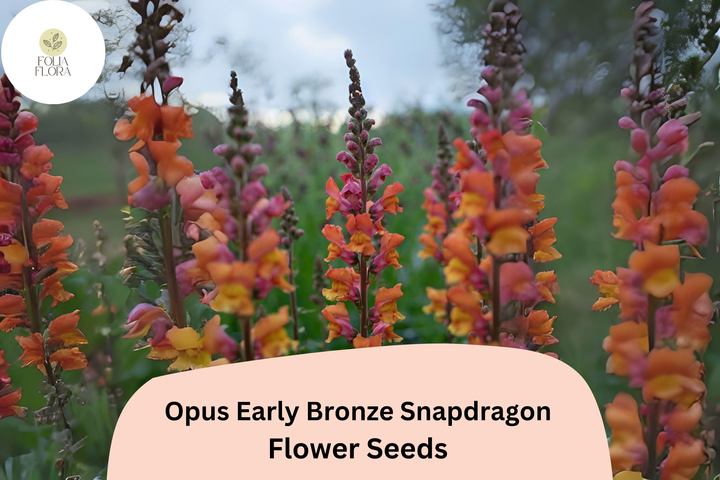 Bronze Snapdragon Seeds – Opus Early Copper Peach Blooms – Antirrhinum majus, Pollinator-Friendly, Cut Flower, Full Sun to Partial Shade