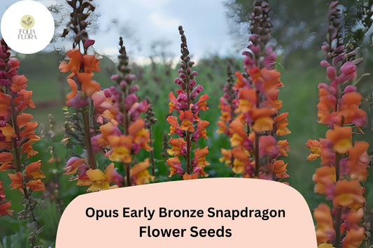 Bronze Snapdragon Seeds – Opus Early Copper Peach Blooms – Antirrhinum majus, Pollinator-Friendly, Cut Flower, Full Sun to Partial Shade