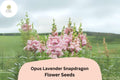 Antirrhinum majus Opus Lavender Snapdragon Seeds â€“ 1000+ Soft Purple Blooms for Garden & Cut Flowers