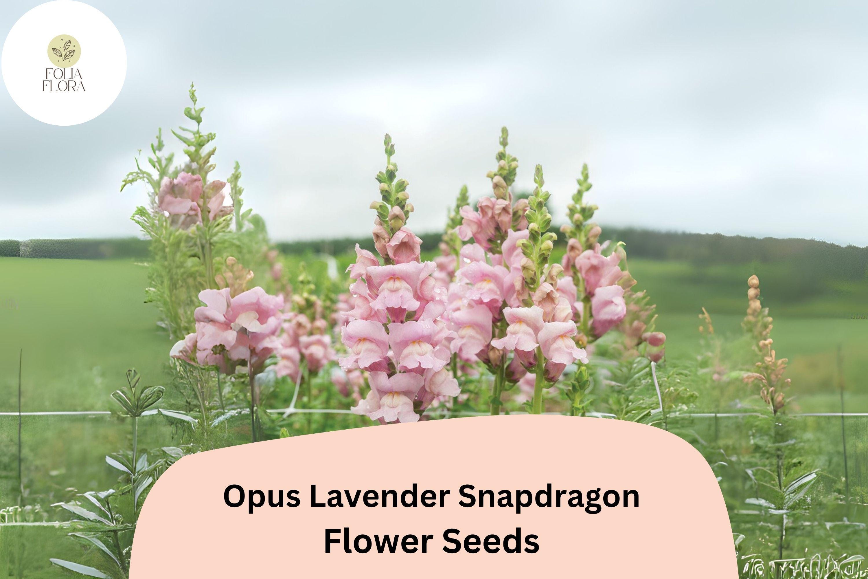 Antirrhinum majus Opus Lavender Snapdragon Seeds â€“ 1000+ Soft Purple Blooms for Garden & Cut Flowers