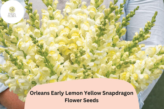 1000+ Orleans Early Lemon Yellow Snapdragon Seeds | Vibrant & Non-GMO
