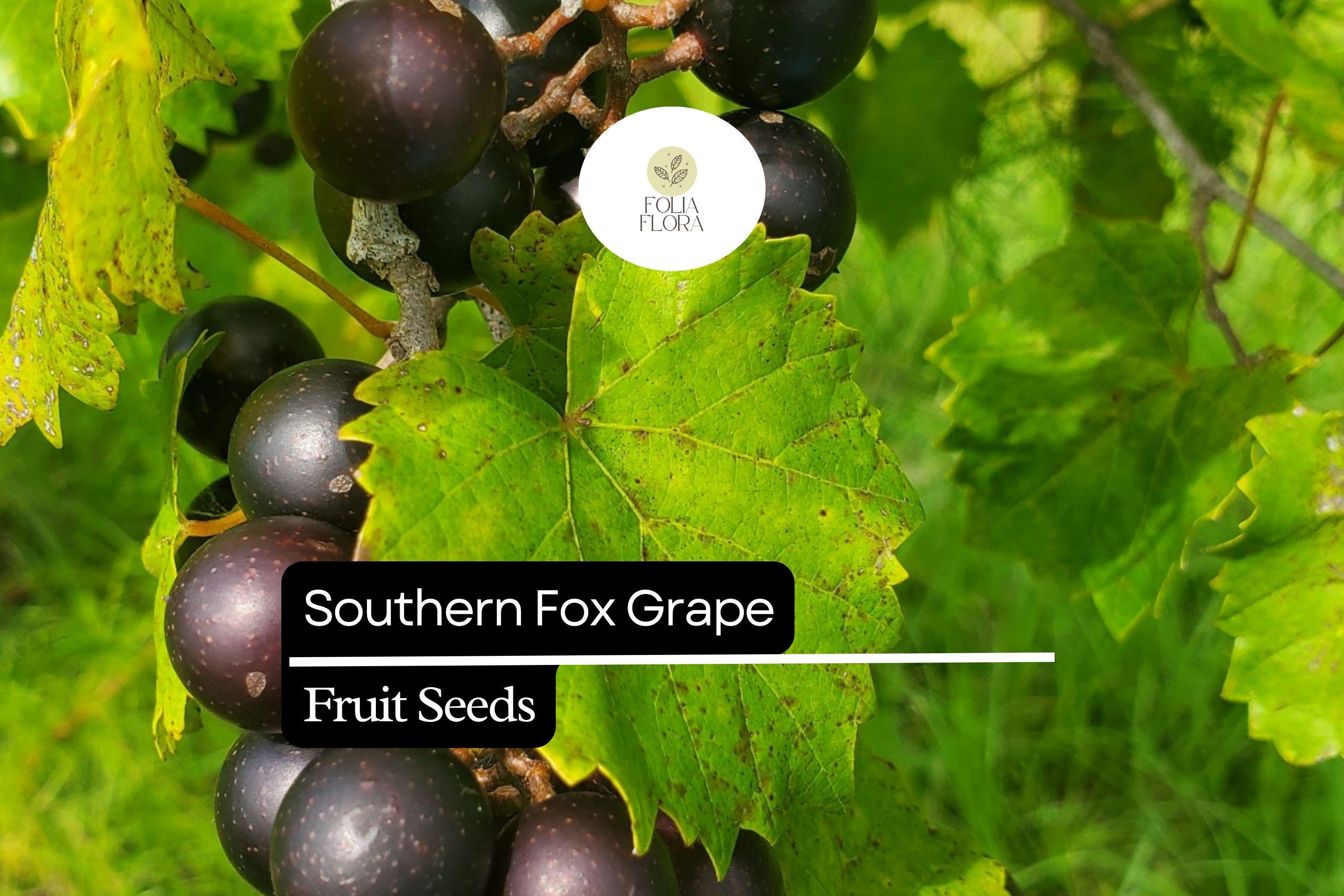 Muscadine Grape Seeds | Southern Fox Variety for Wine & Jelly