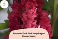 Potomac Dark Pink Snapdragon Seeds â€“ 1000+ Ruffled Blooms