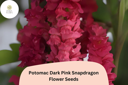 Potomac Dark Pink Snapdragon Seeds â€“ 1000+ Ruffled Blooms