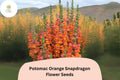 Antirrhinum majus Potomac Orange Snapdragon Seeds â€“ 1000+ Bright Tangerine Blooms for Garden & Cut Flowers