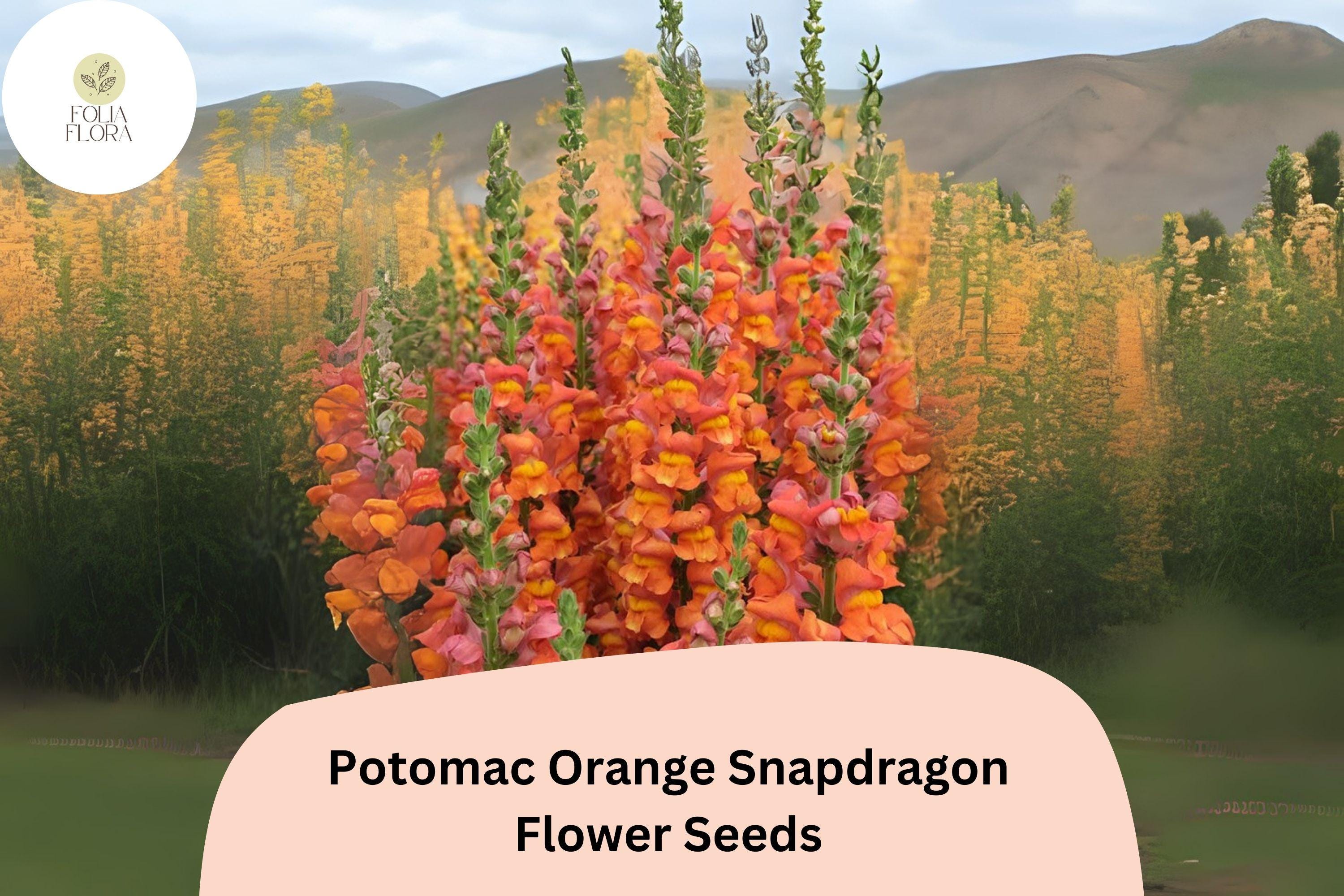 Antirrhinum majus Potomac Orange Snapdragon Seeds â€“ 1000+ Bright Tangerine Blooms for Garden & Cut Flowers