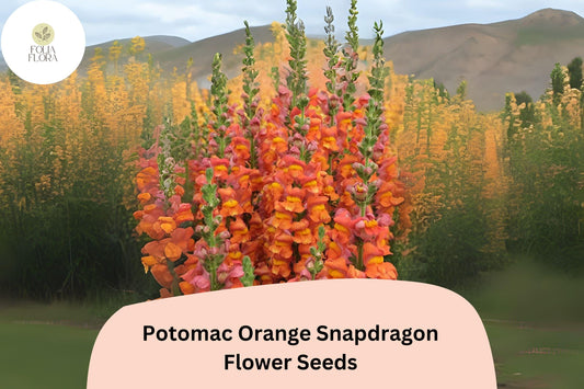 Antirrhinum majus Potomac Orange Snapdragon Seeds â€“ 1000+ Bright Tangerine Blooms for Garden & Cut Flowers