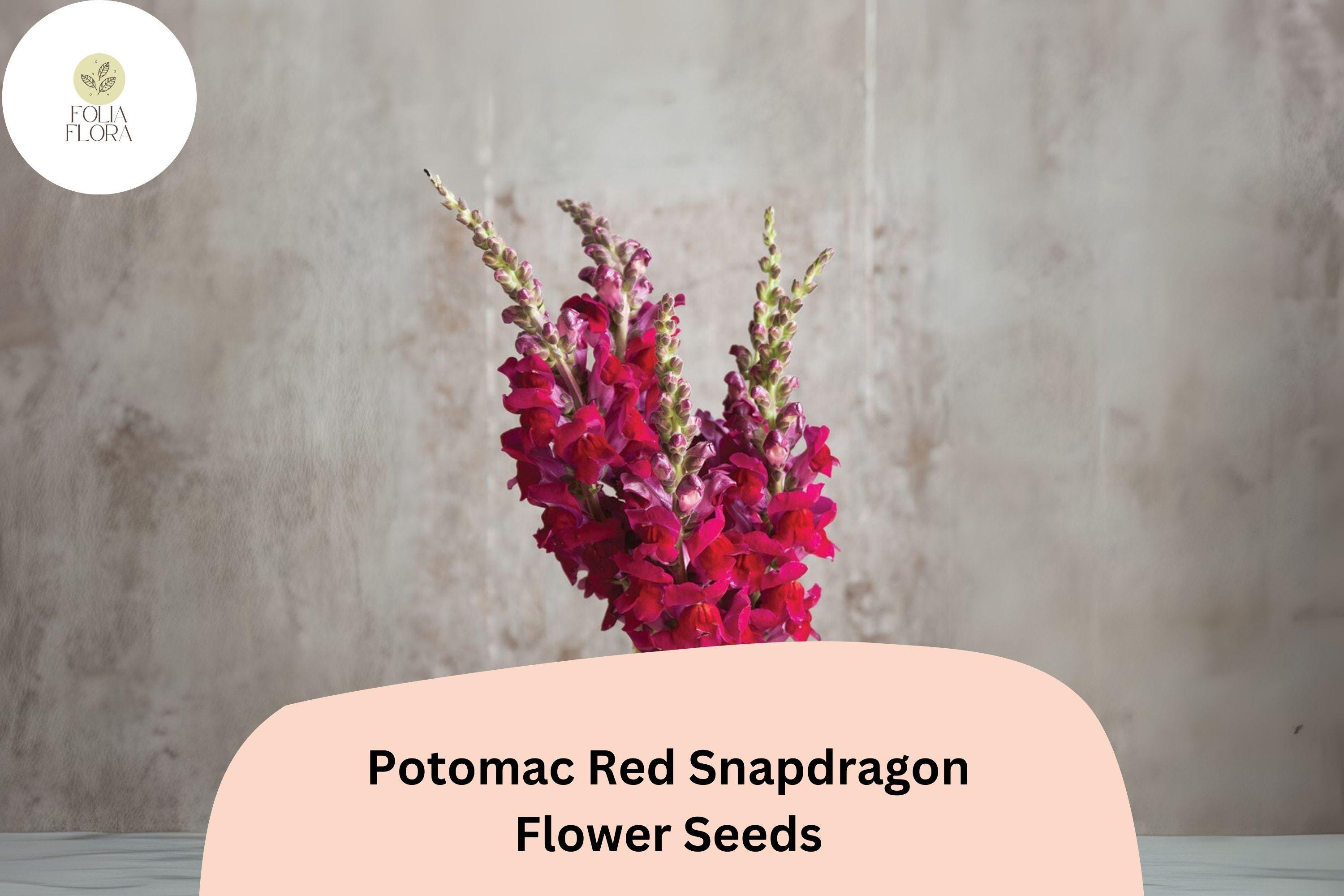 Antirrhinum majus Potomac Red Snapdragon Seeds â€“ 1000+ Bold Red Blooms for Garden & Cut Flowers