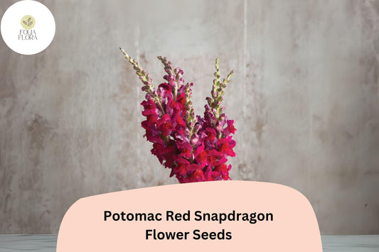 Antirrhinum majus Potomac Red Snapdragon Seeds â€“ 1000+ Bold Red Blooms for Garden & Cut Flowers