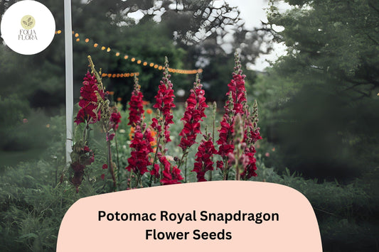 Antirrhinum majus Potomac Royal Snapdragon Seeds â€“ 1000+ Rich Purple Blooms for Garden & Cut Flowers