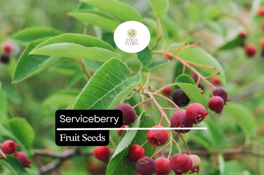 15 Seeds Serviceberry (Amelanchier arborea) | Edible Berries & Spring Blooms | Wildlife-Friendly, Drought-Tolerant, Native Tree