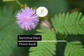 Sensitive Plant Seeds | Mimosa microphylla | Touch-Responsive Leaves, Pink Flowers, Pollinator-Friendly, Drought-Tolerant