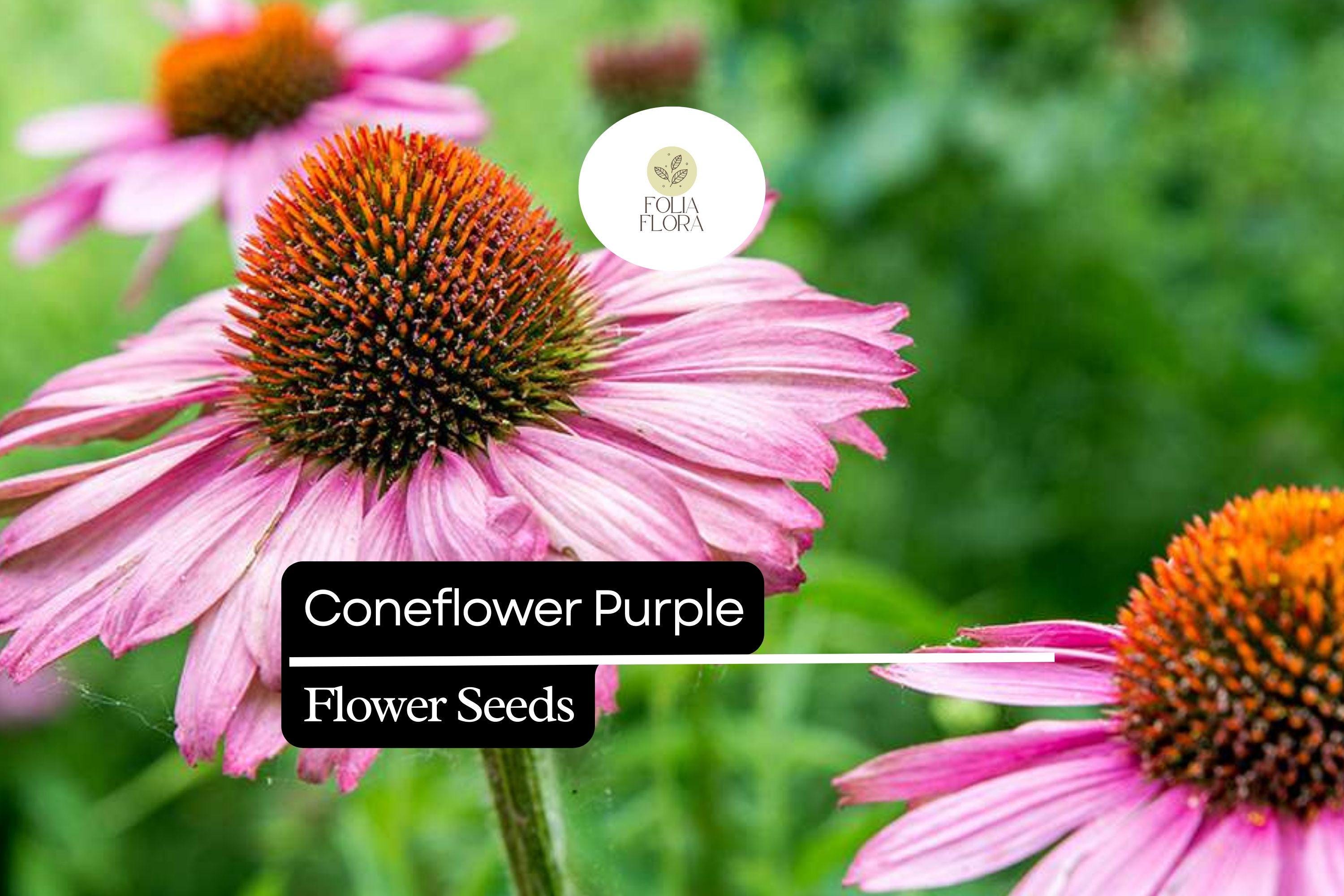 25 Seeds Purple Coneflower (Echinacea purpurea) | Pollinator-Friendly | Drought-Tolerant Perennial, Vibrant Blooms