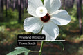 25 Seeds Pineland Hibiscus | Native Perennial, Yellow Wildflower, Pollinator-Friendly, Hardy Garden Plant