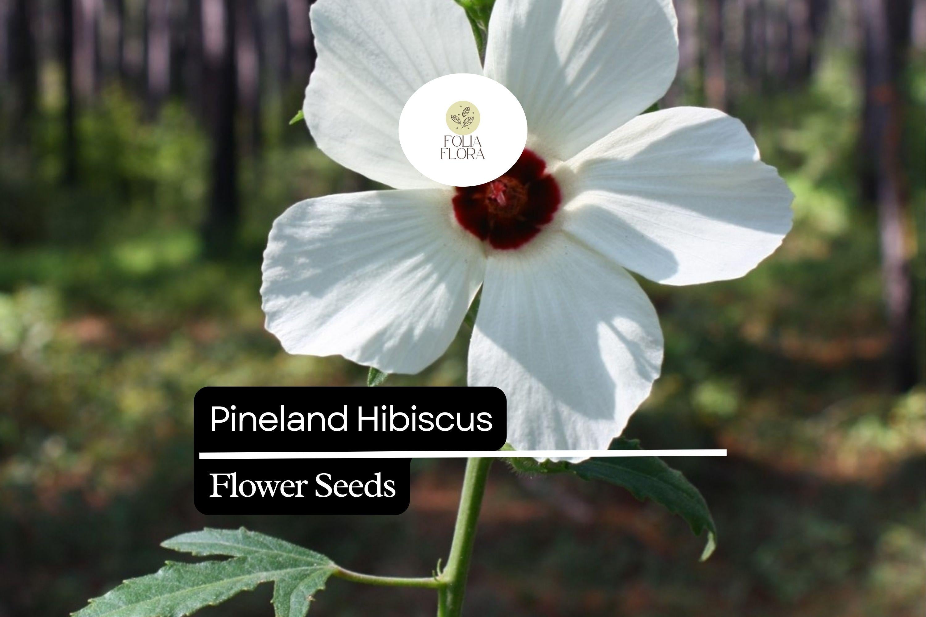 25 Seeds Pineland Hibiscus | Native Perennial, Yellow Wildflower, Pollinator-Friendly, Hardy Garden Plant