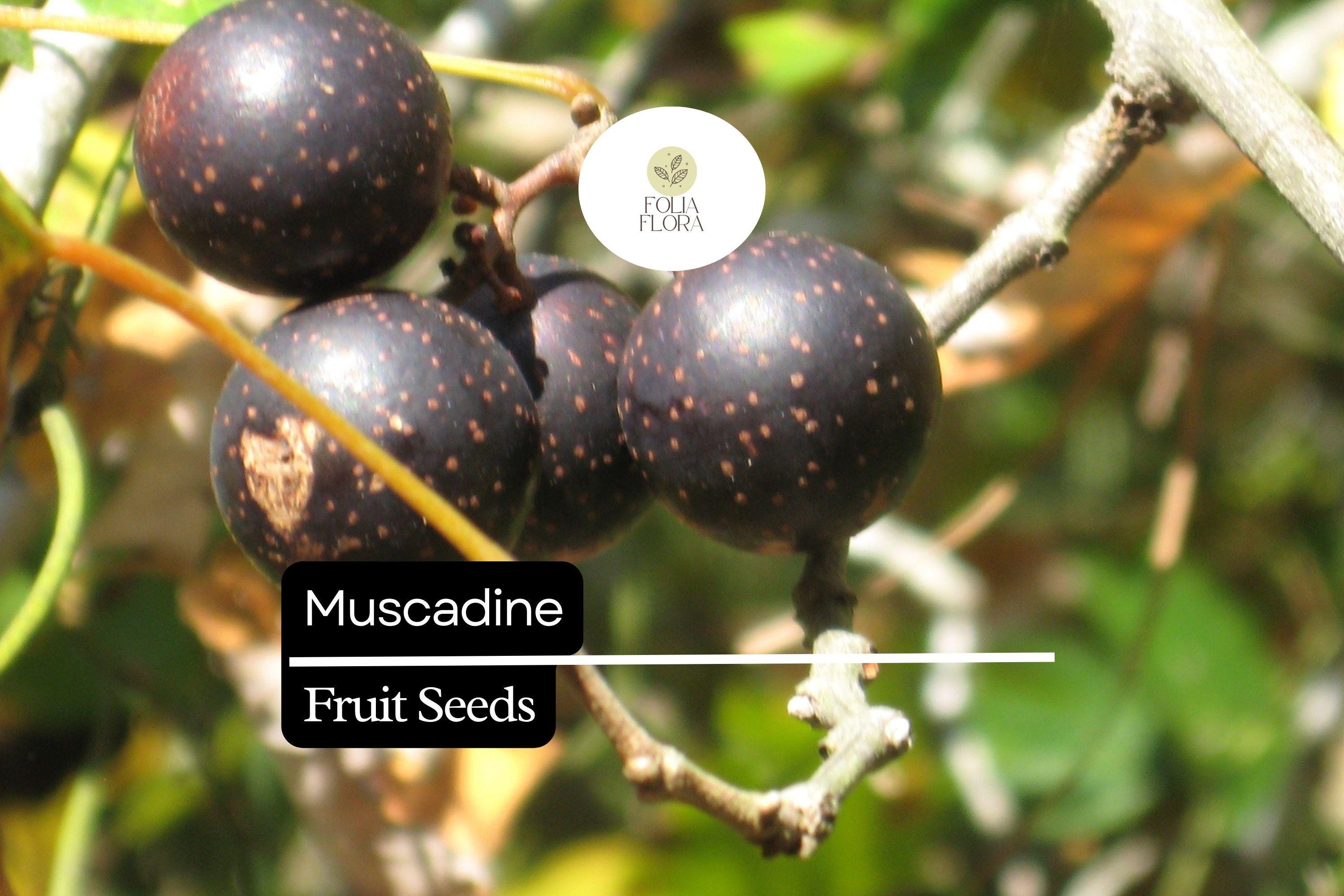 Muscadine Grape Seeds, Vitis rotundifolia, Edible Juicy Fruit, Native Vine for Jelly & Wine, Fast-Growing Climbing Plant