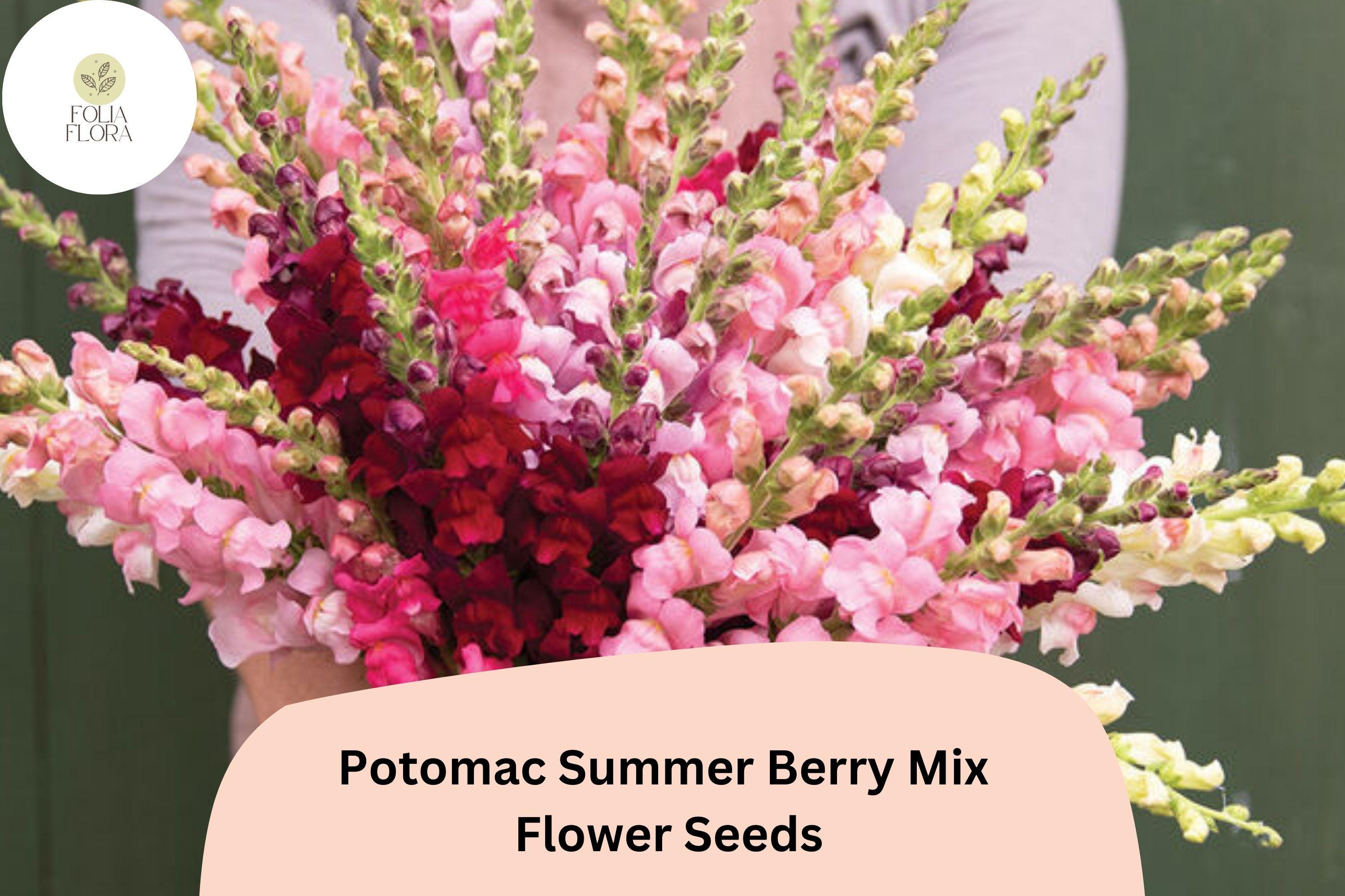Potomac Snapdragon Seeds - Summer Berry Mix, 1000+ Seeds