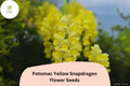 Antirrhinum majus Potomac Yellow Snapdragon Seeds â€“ 1000+ Bright Yellow Blooms for Garden & Cut Flowers