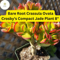 Dwarf Jade Plant | 8" Succulent | Crassula ovata ‘Crosby’s Compact’ | Indoor Houseplant, Bonsai, Gift