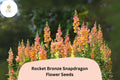 Antirrhinum majus Rocket Bronze Snapdragon Seeds â€“ 1000+ Warm Copper-Toned Blooms for Garden & Cut Flowers