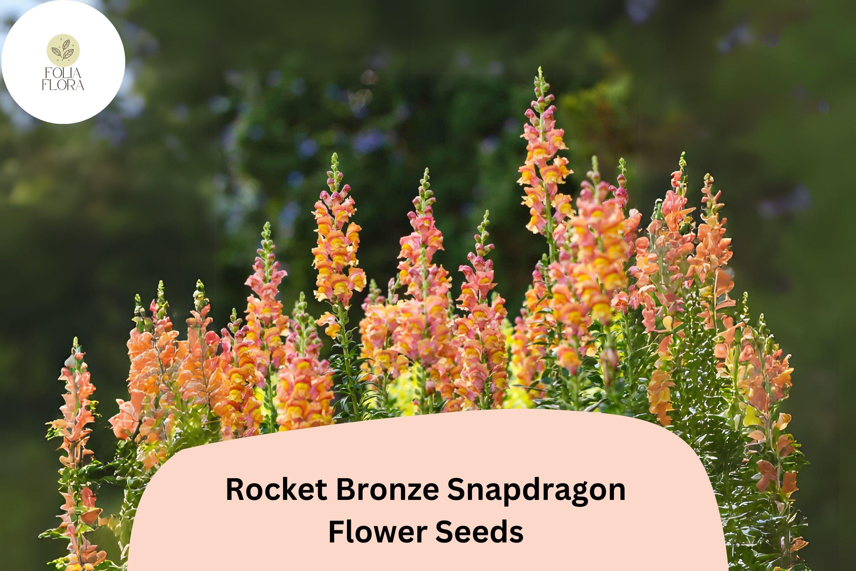 Antirrhinum majus Rocket Bronze Snapdragon Seeds â€“ 1000+ Warm Copper-Toned Blooms for Garden & Cut Flowers