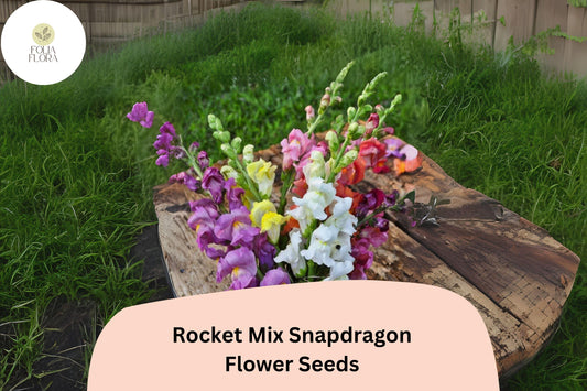 Antirrhinum majus Rocket Mix Snapdragon Seeds â€“ 1000+ Multicolor Blooms for Vibrant Garden & Cut Flowers