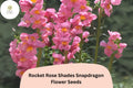 Rocket Rose Snapdragon Seeds â€“ Pink Garden Blooms (1000+ Seeds)