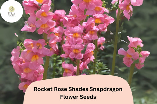 Rocket Rose Snapdragon Seeds â€“ Pink Garden Blooms (1000+ Seeds)