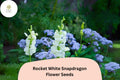 Antirrhinum majus Rocket White Snapdragon Seeds â€“ 1000+ Pure White Blooms for Garden & Cut Flowers