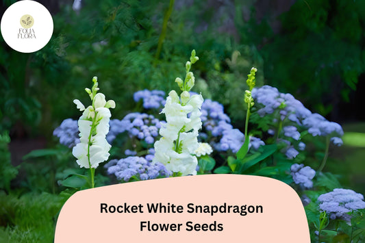 Antirrhinum majus Rocket White Snapdragon Seeds â€“ 1000+ Pure White Blooms for Garden & Cut Flowers